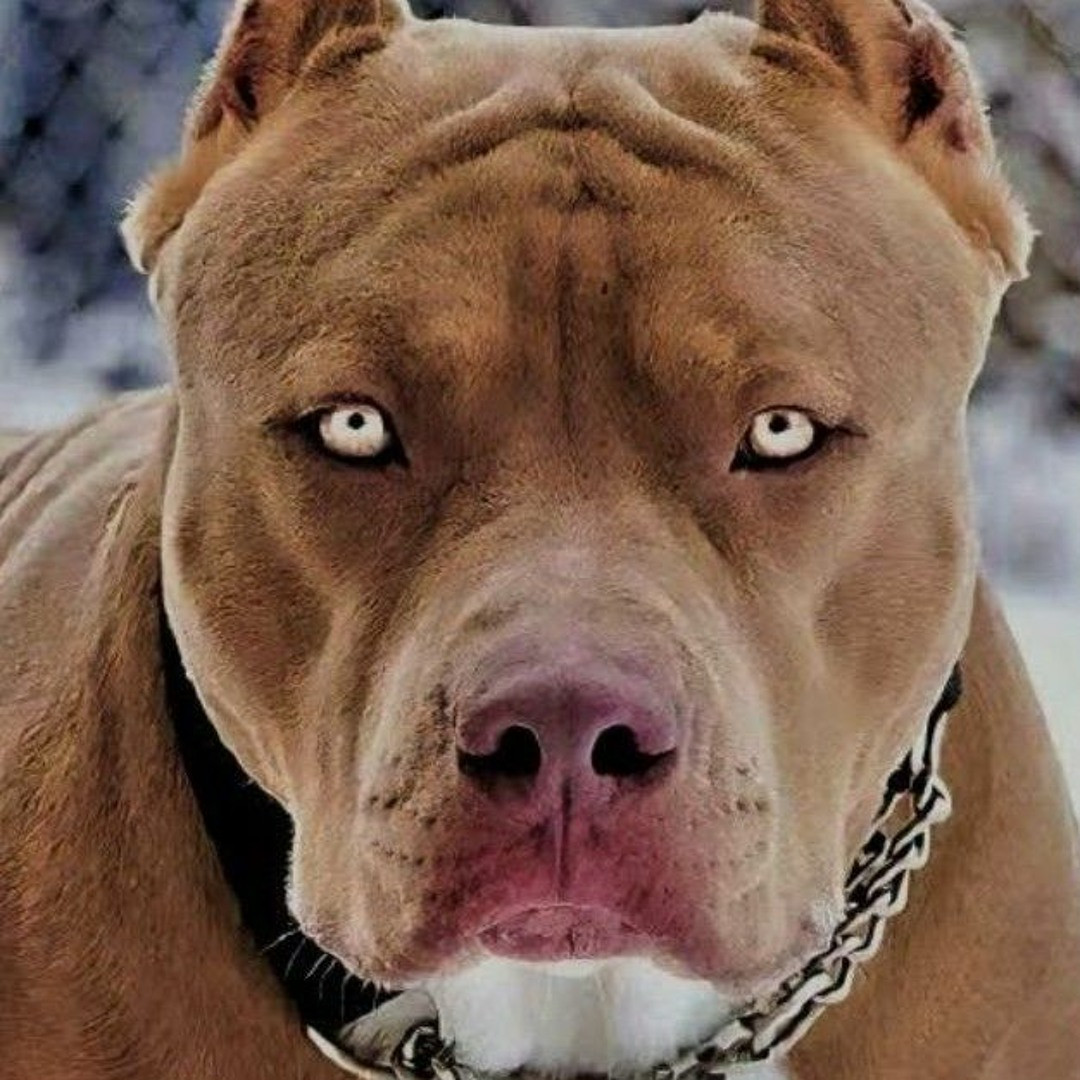 Pitbull solto assusta moradores e mobiliza PM em Guarapuava; polícia investiga suspeita de rinha de cães