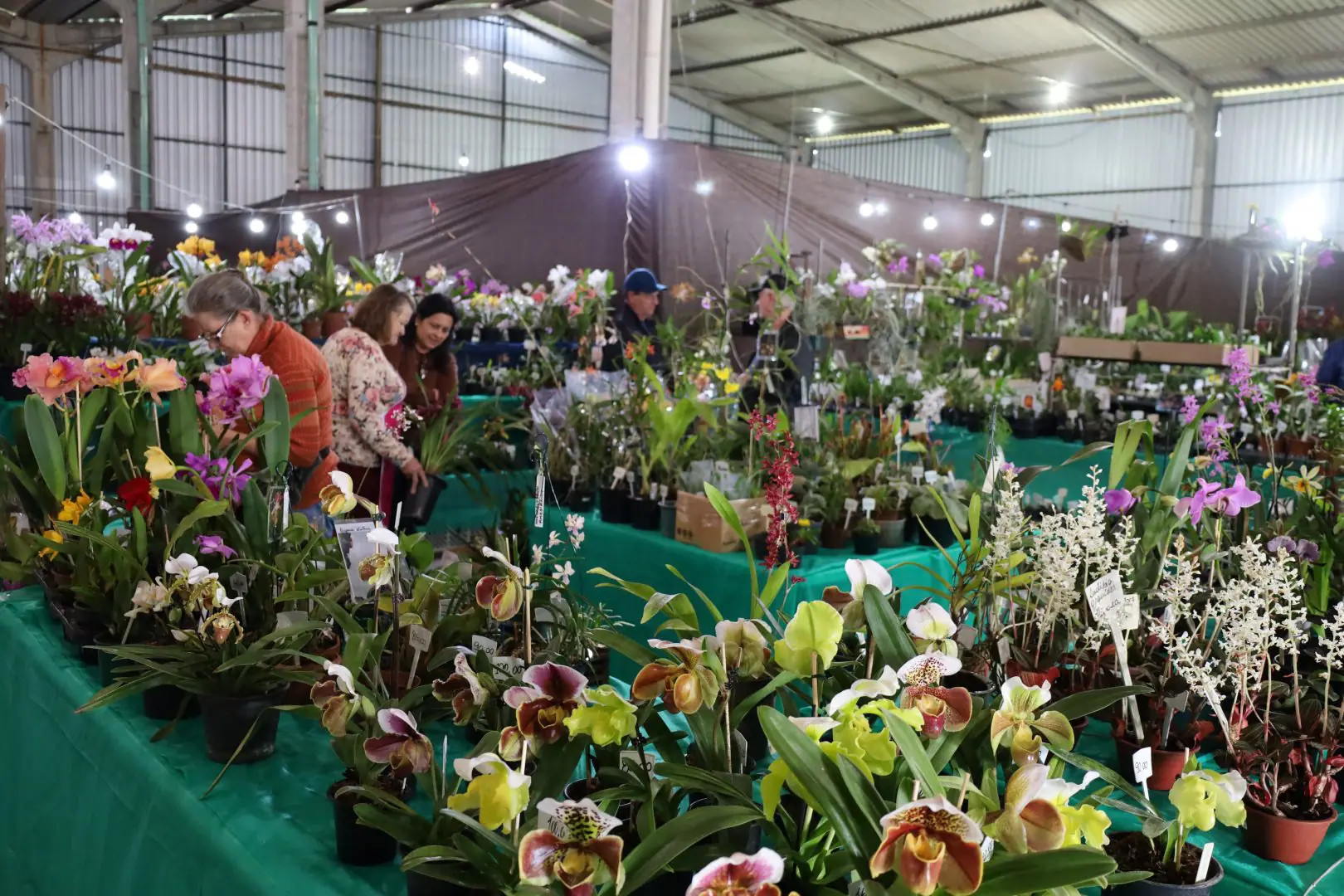 Guarapuava promove a 5ª Exposição de Orquídeas com centenas de espécies e entrada gratuita até domingo (2)