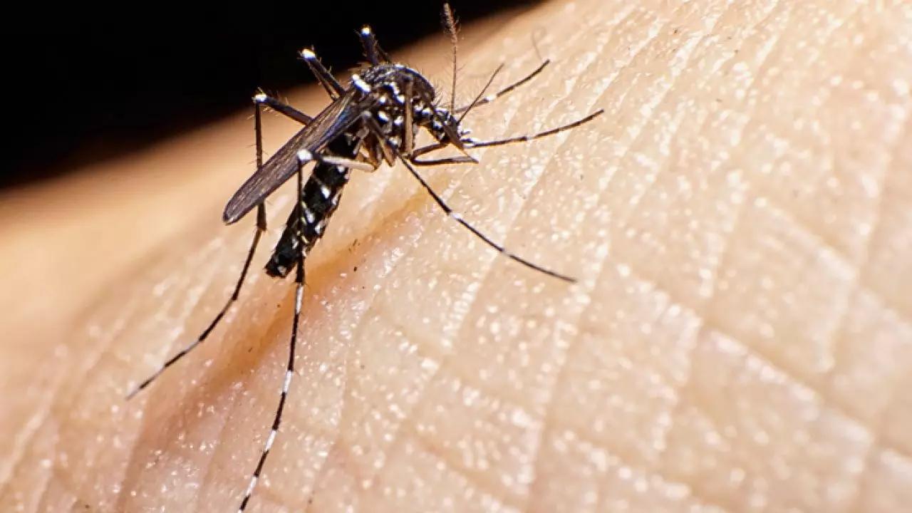 Informe da dengue confirma mais 5.528 casos e seis óbitos pela doença no Paraná 