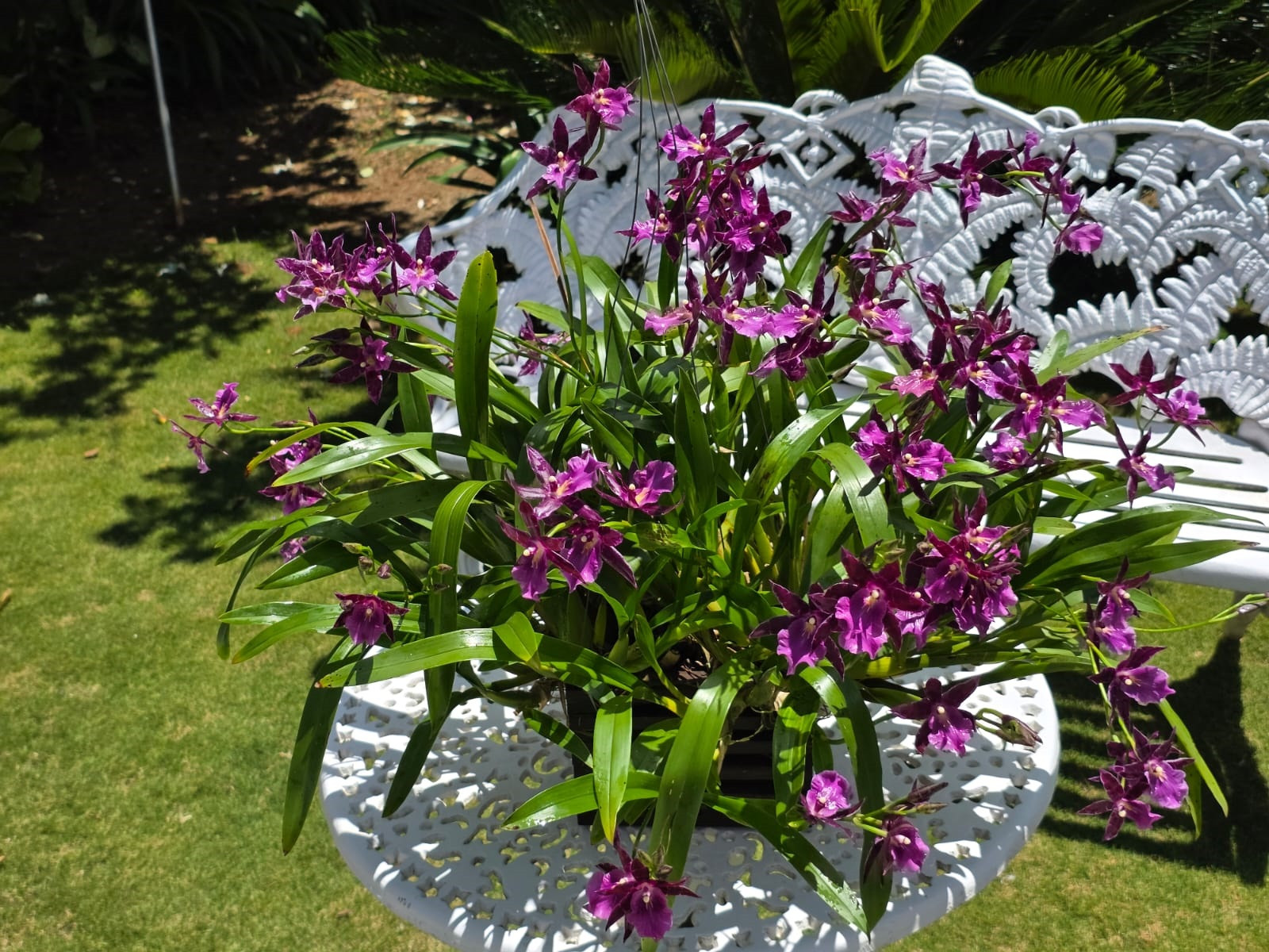 Exposição de Orquídeas de Guarapuava se torna vitrine da maior família de plantas com flores do mundo
